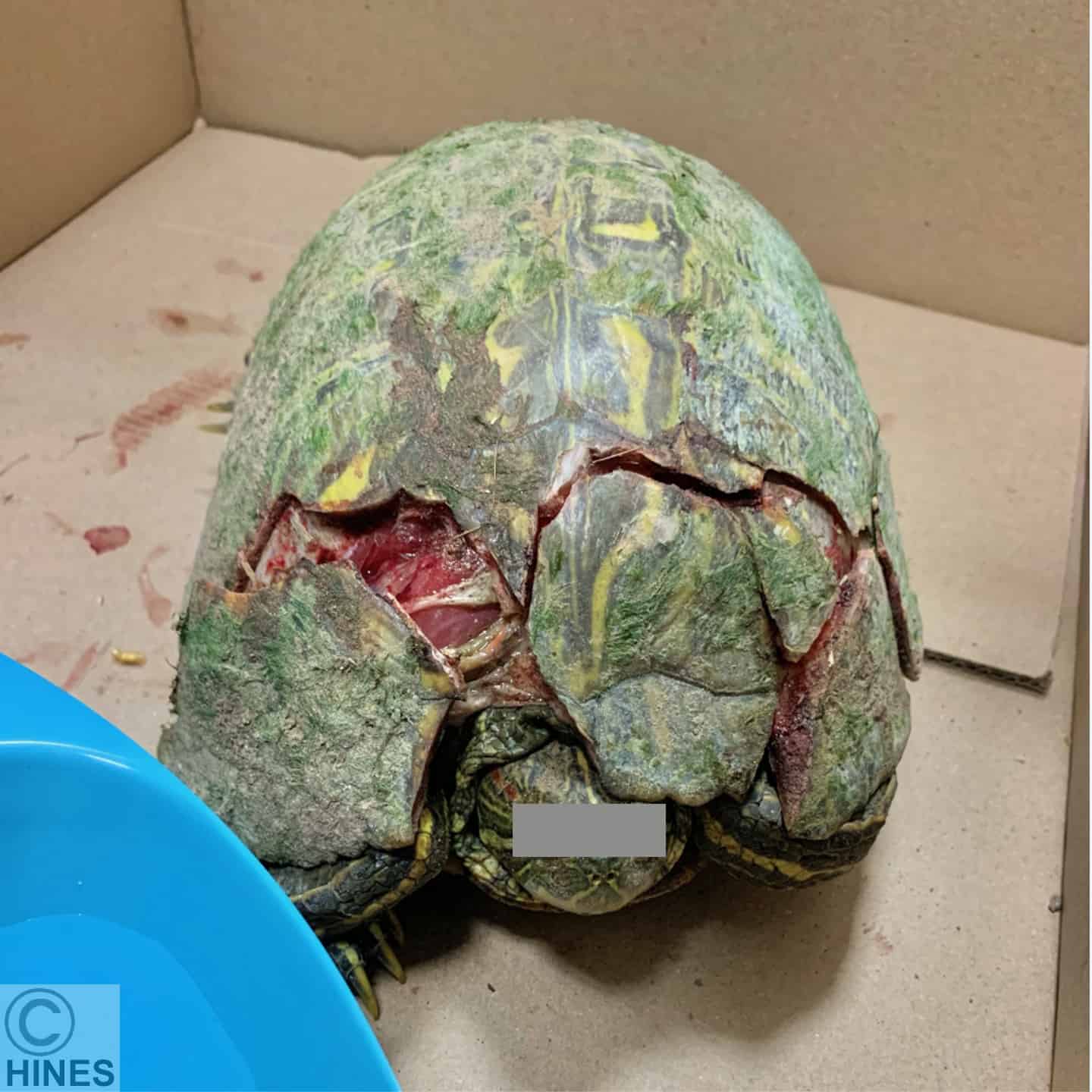 More Complex Turtle / Tortoise Shell Repair Procedures – Ron Hines