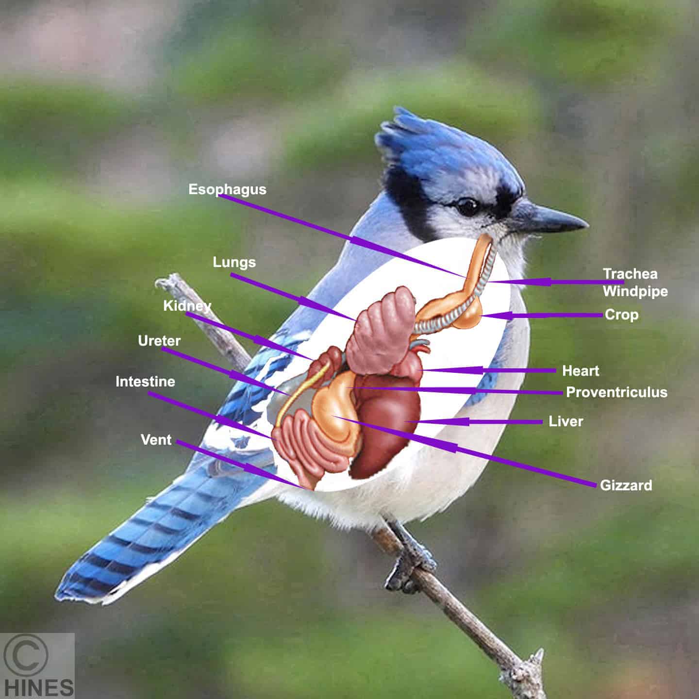 What is the Crop of a Bird?: Crop Anatomy: Avian Digestive System