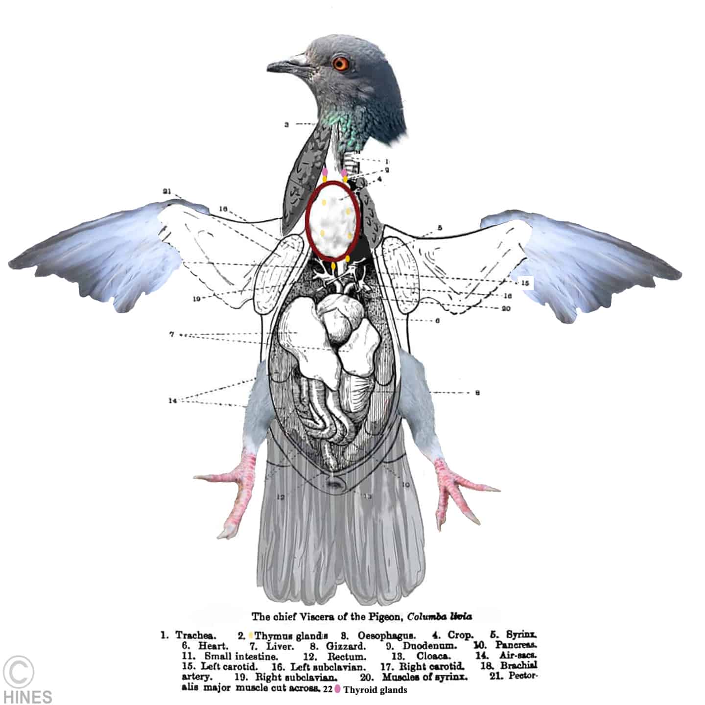 https://vetspace.2ndchance.info/wp-content/uploads/2023/05/Pigeon-crop-and-anatomy-diagram-compressed-2.jpg